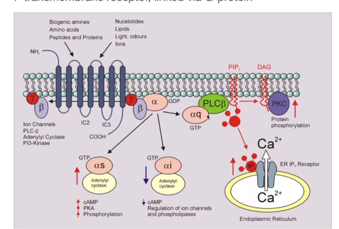 image-20240406172455235